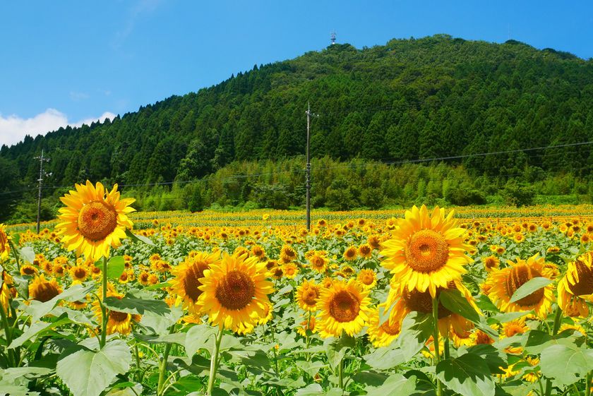 畑 山口 ひまわり ひまわり 畑