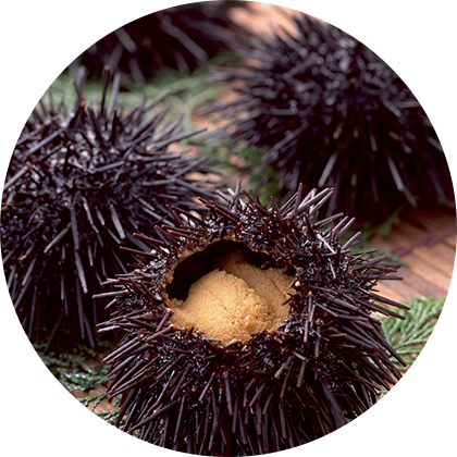 image - Raw Sea Urchin