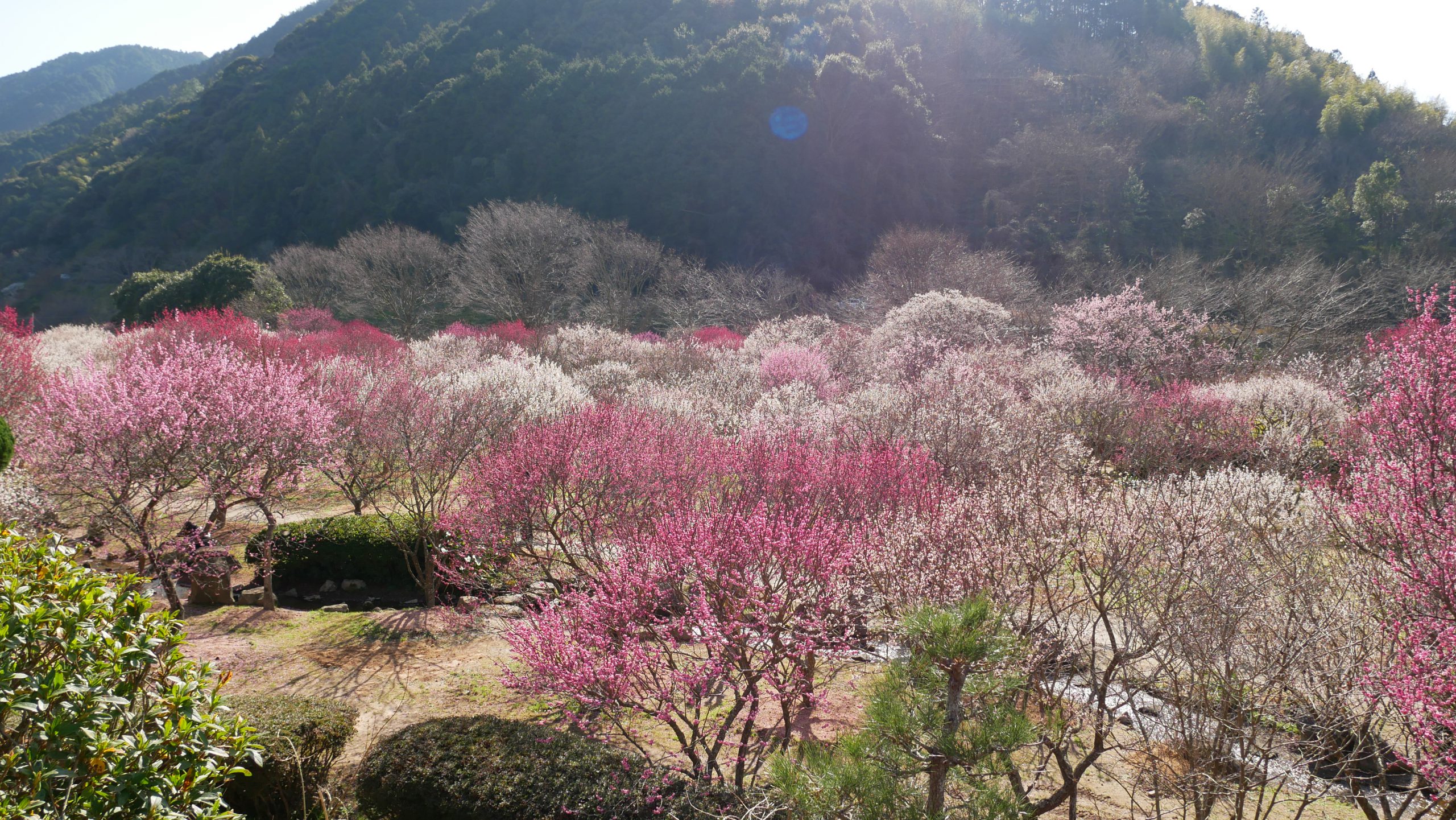 萩の花めぐりスポット 萩市観光協会公式サイト 山口県萩市 萩の花めぐりスポット 萩市観光協会公式サイト 山口県萩市