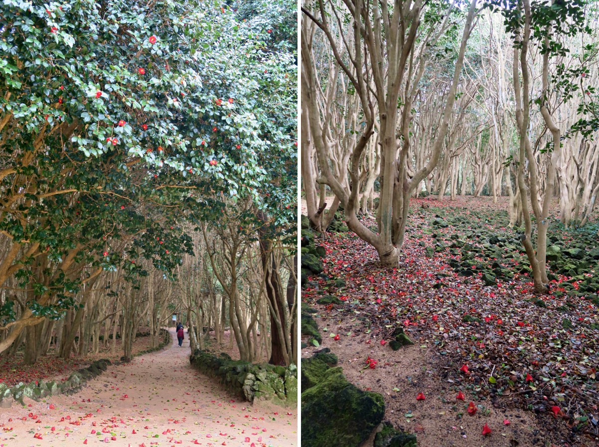 笠山椿群生林 ツバキの開花状況21 萩市観光協会公式サイト 山口県萩市