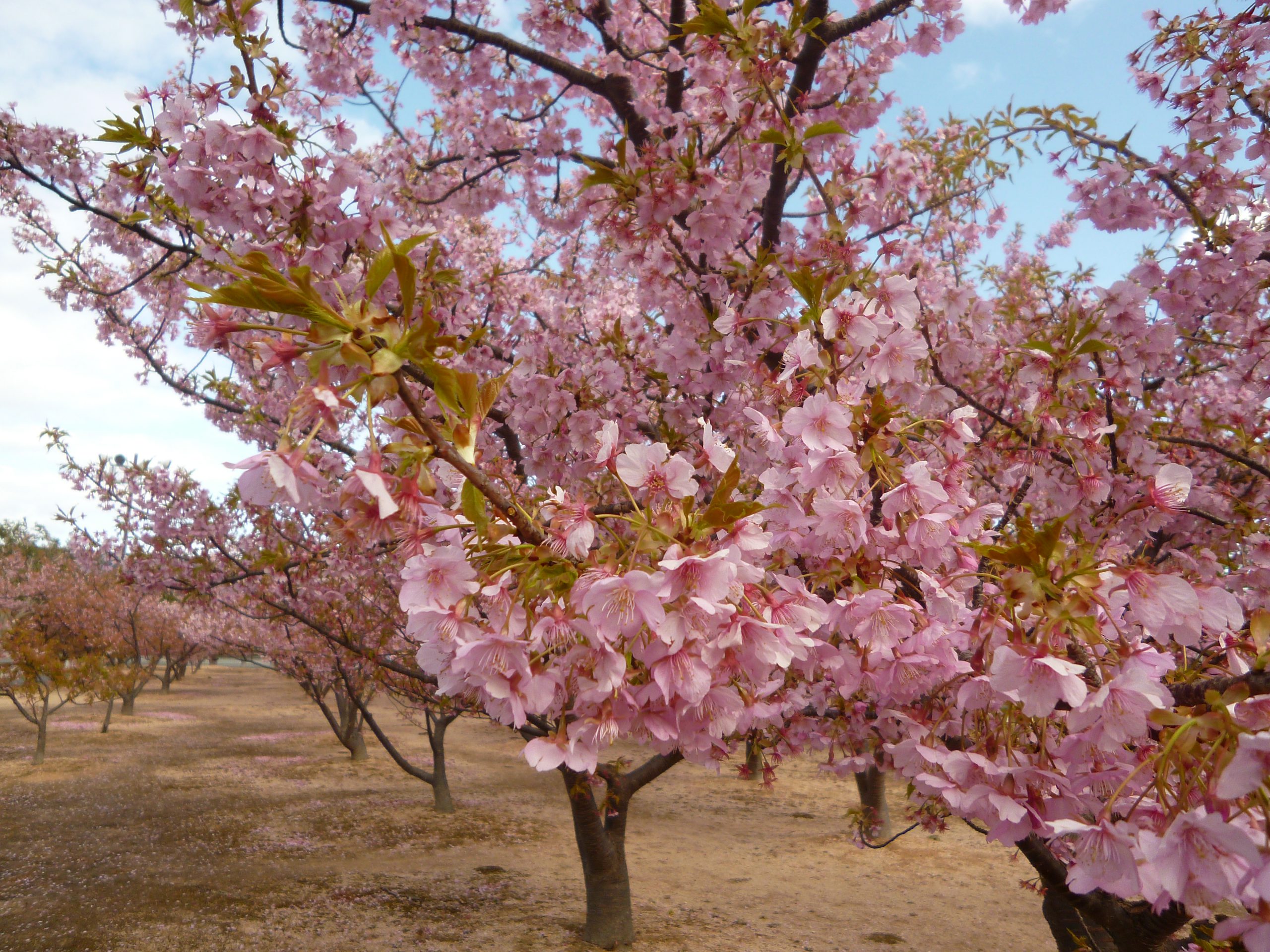 2021 開花 河津 桜 情報 2021シーズン 河津桜開花予想