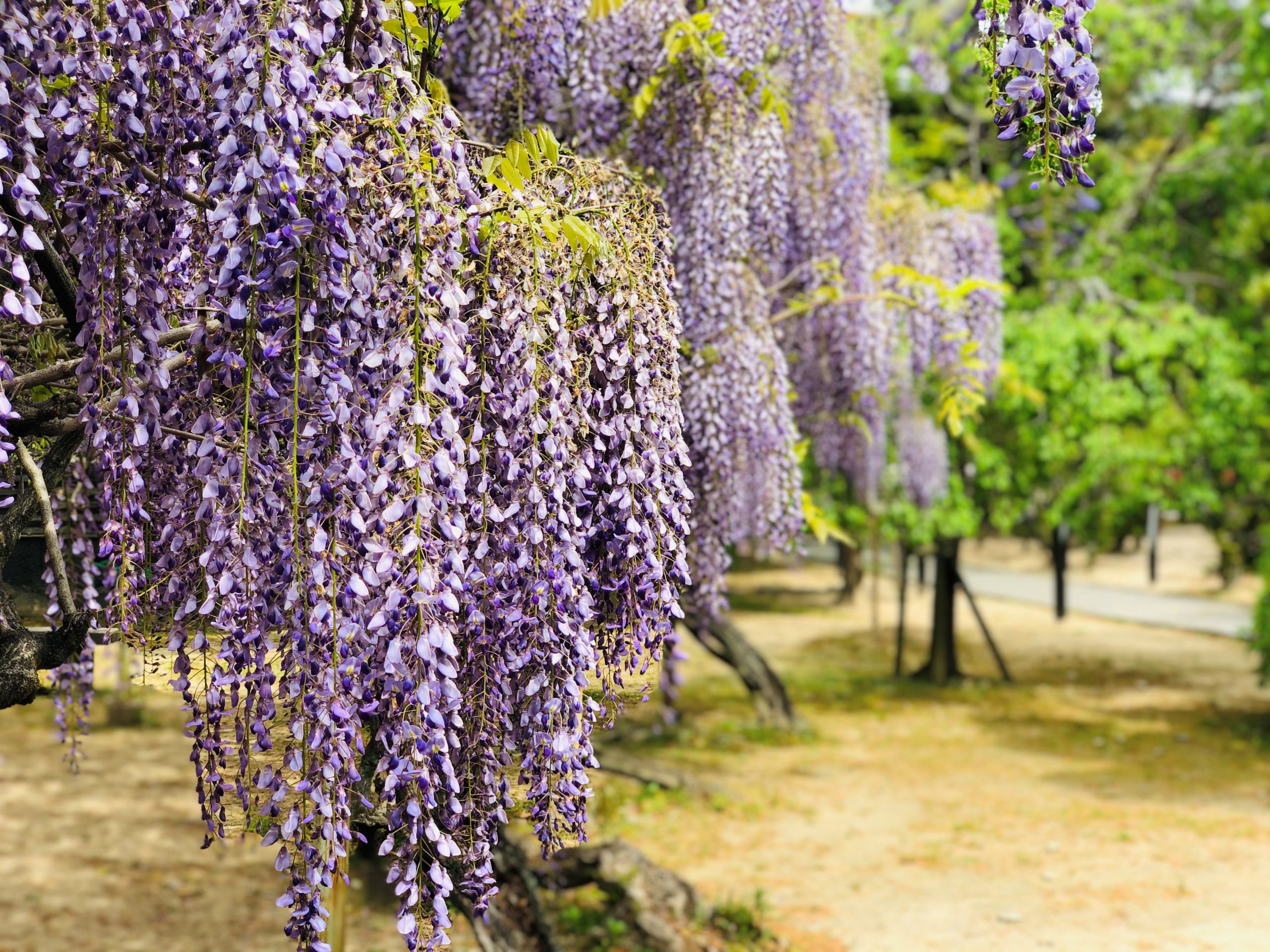 フジ 藤 の開花状況 21 萩市観光協会公式サイト 山口県萩市