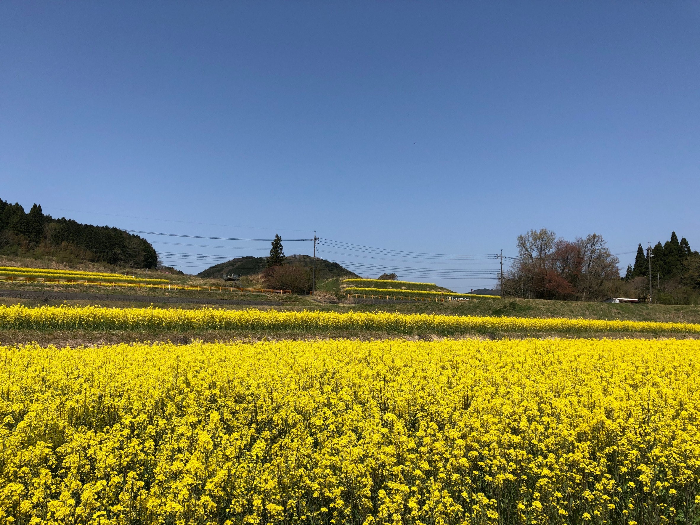 むつみ地域 菜の花の開花状況 21 萩市観光協会公式サイト 山口県萩市 むつみ地域 菜の花の開花状況 21 萩市観光協会公式サイト 山口県萩市