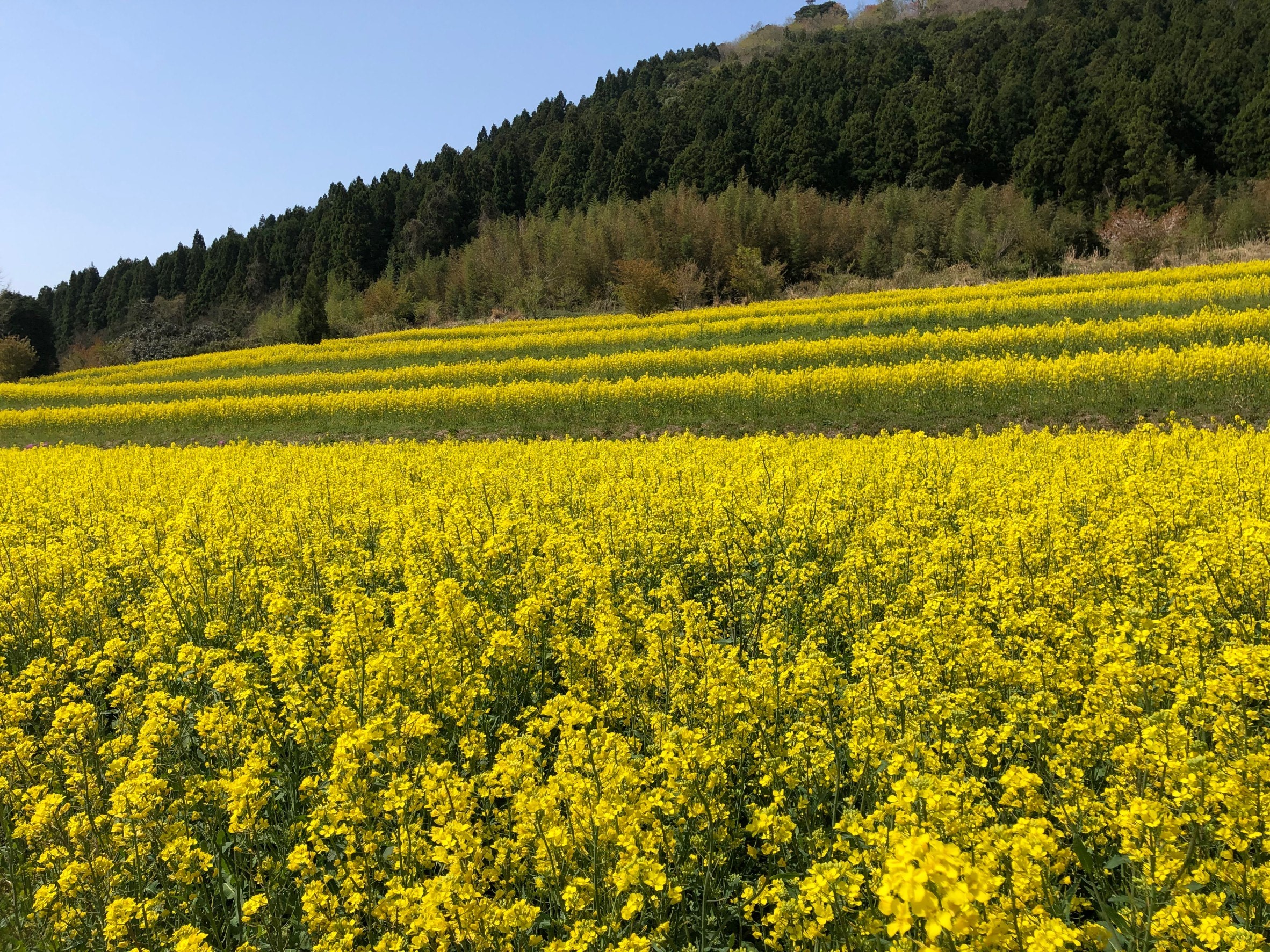 むつみ地域 菜の花の開花状況 21 萩市観光協会公式サイト 山口県萩市 むつみ地域 菜の花の開花状況 21 萩市観光協会公式サイト 山口県萩市