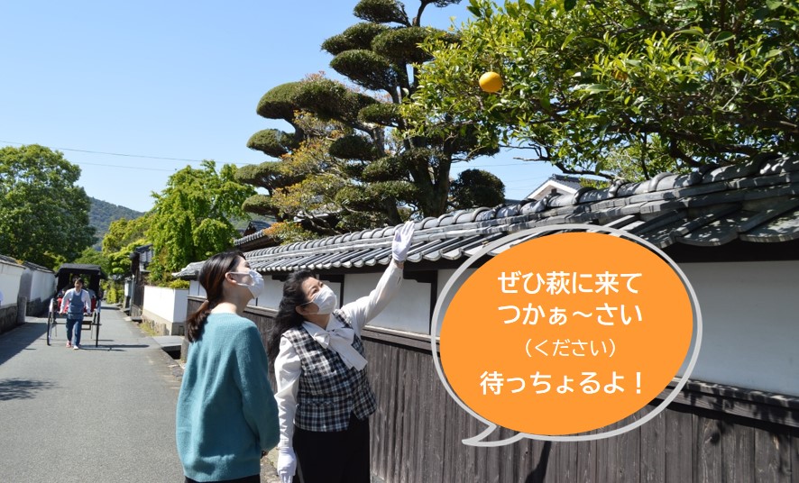 萩市観光協会ガイドとめぐる萩のまち 萩市観光協会公式サイト 山口県萩市
