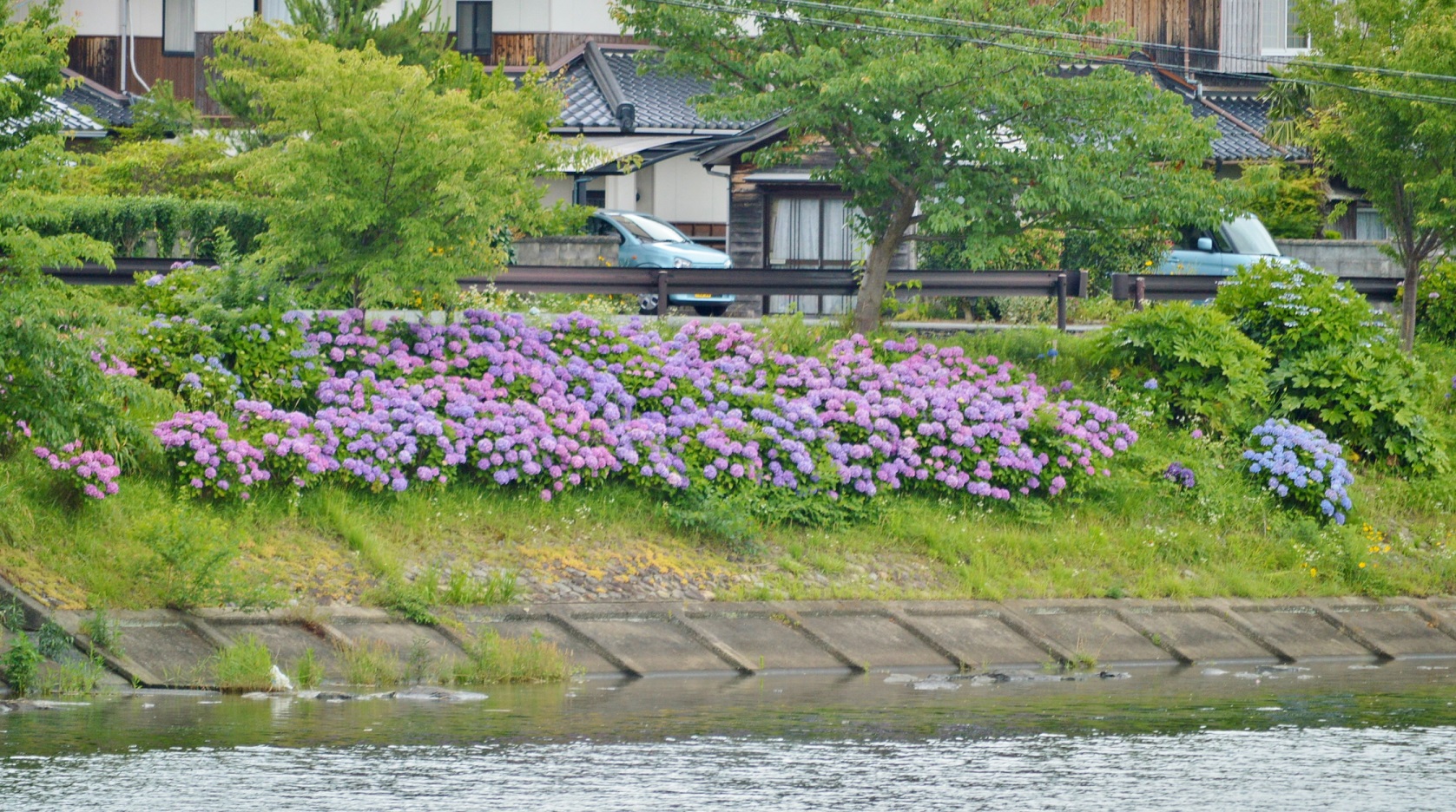 ぶらり散歩でみぃ つけた 紫陽花 あじさい 萩市観光協会公式サイト 山口県萩市