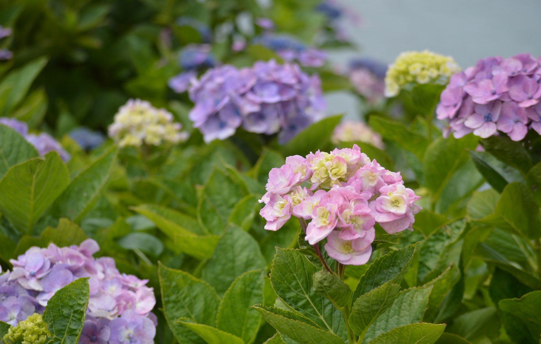 ぶらり散歩でみぃ つけた 紫陽花 あじさい 萩市観光協会公式サイト 山口県萩市