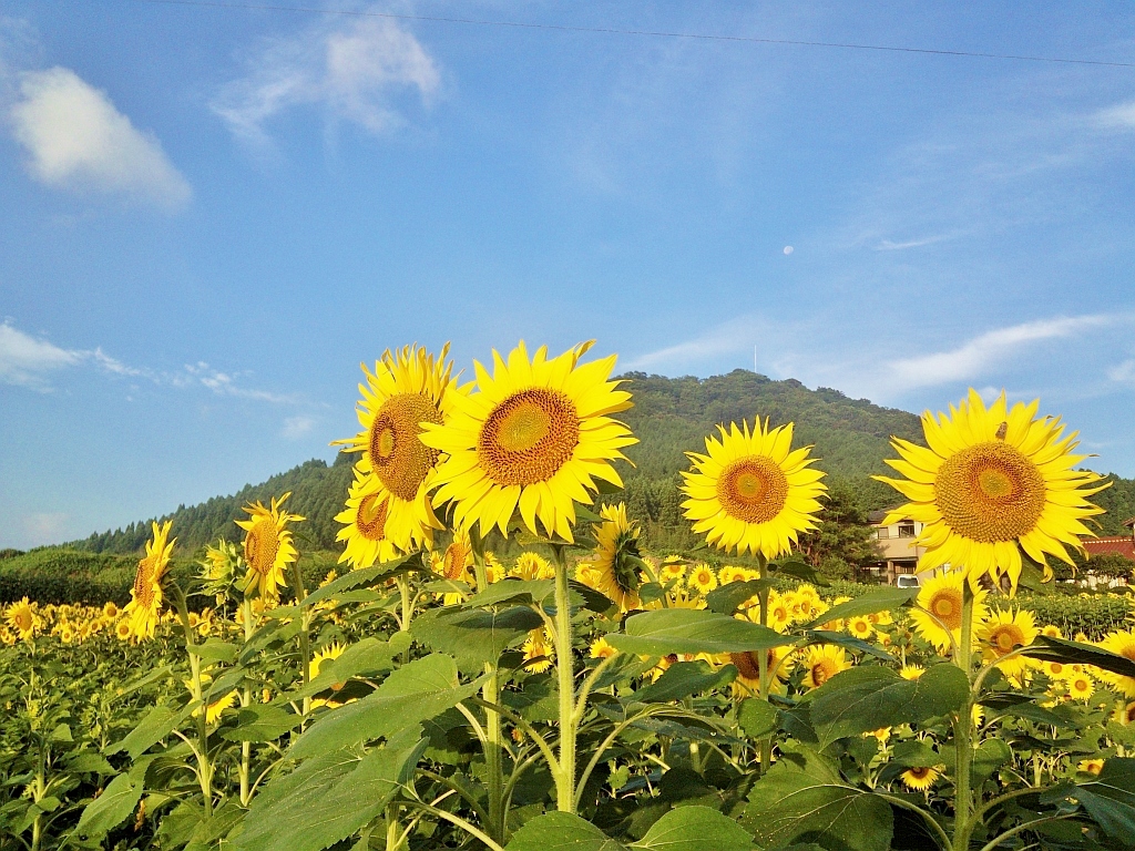 画像：【夏のおすすめ】みどりの王国「むつみ」を遊びつくそう！