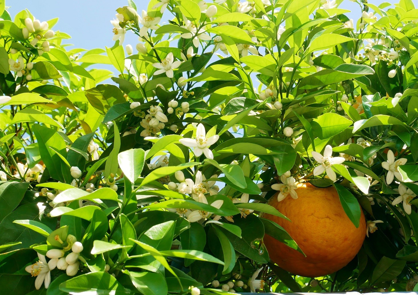 その他 萩市観光協会公式サイト 山口県萩市 その他 萩市観光協会公式サイト 山口県萩市