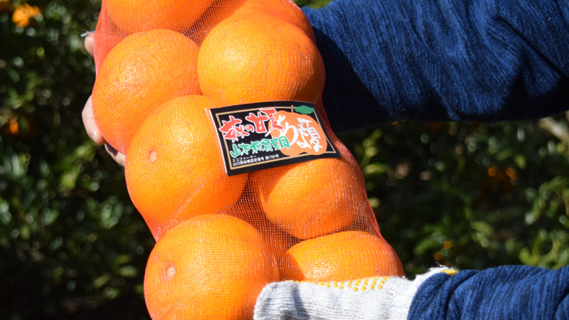画像：山本柑橘農園