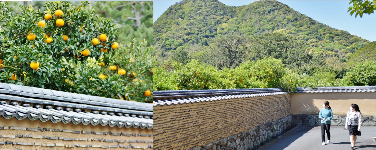 画像：鯉が泳ぐ川、土塀からのぞく夏みかんの風情を楽しむ