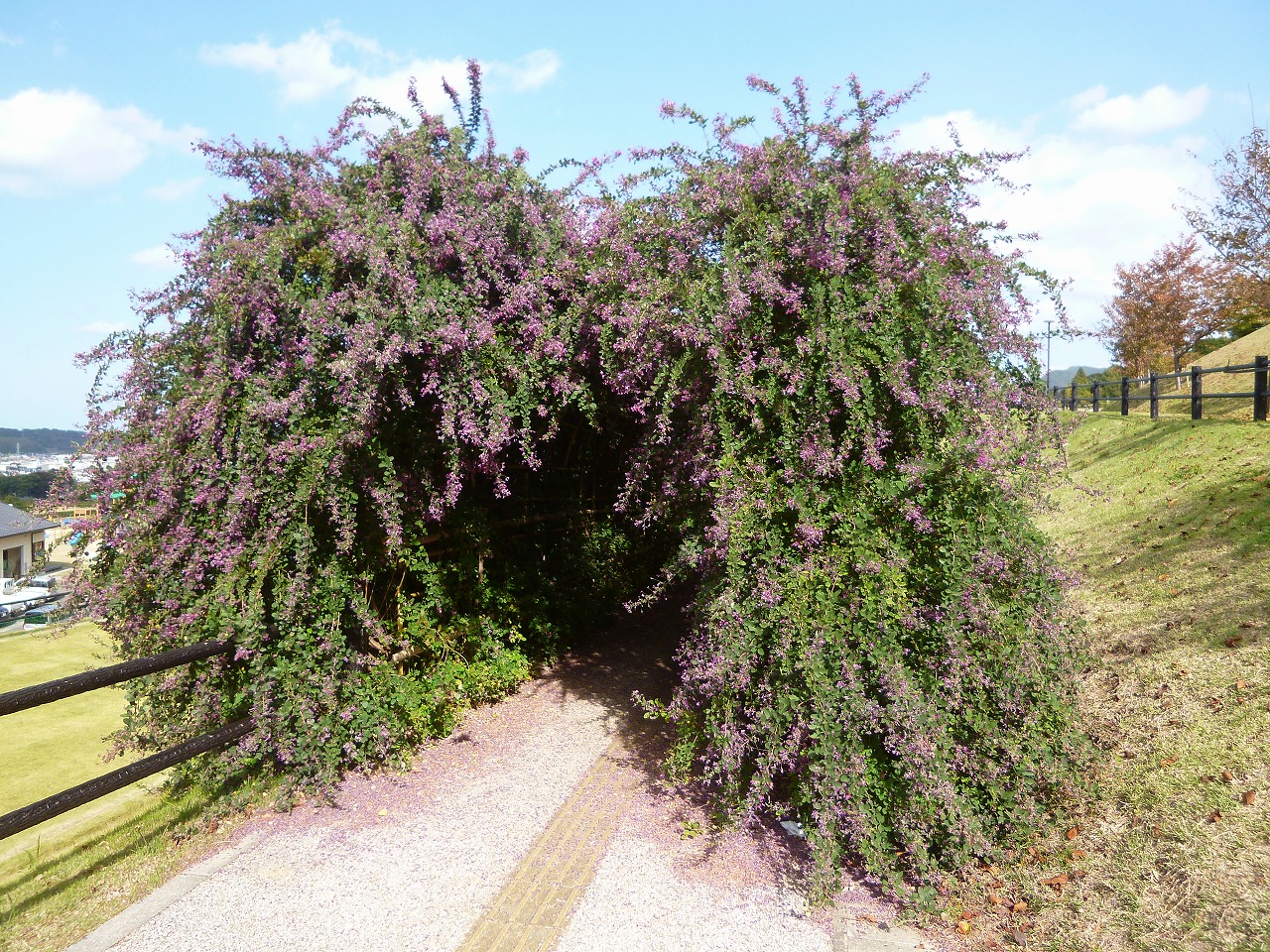日本一長い ハギの花のトンネル の開花状況 萩市観光協会公式サイト 山口県萩市