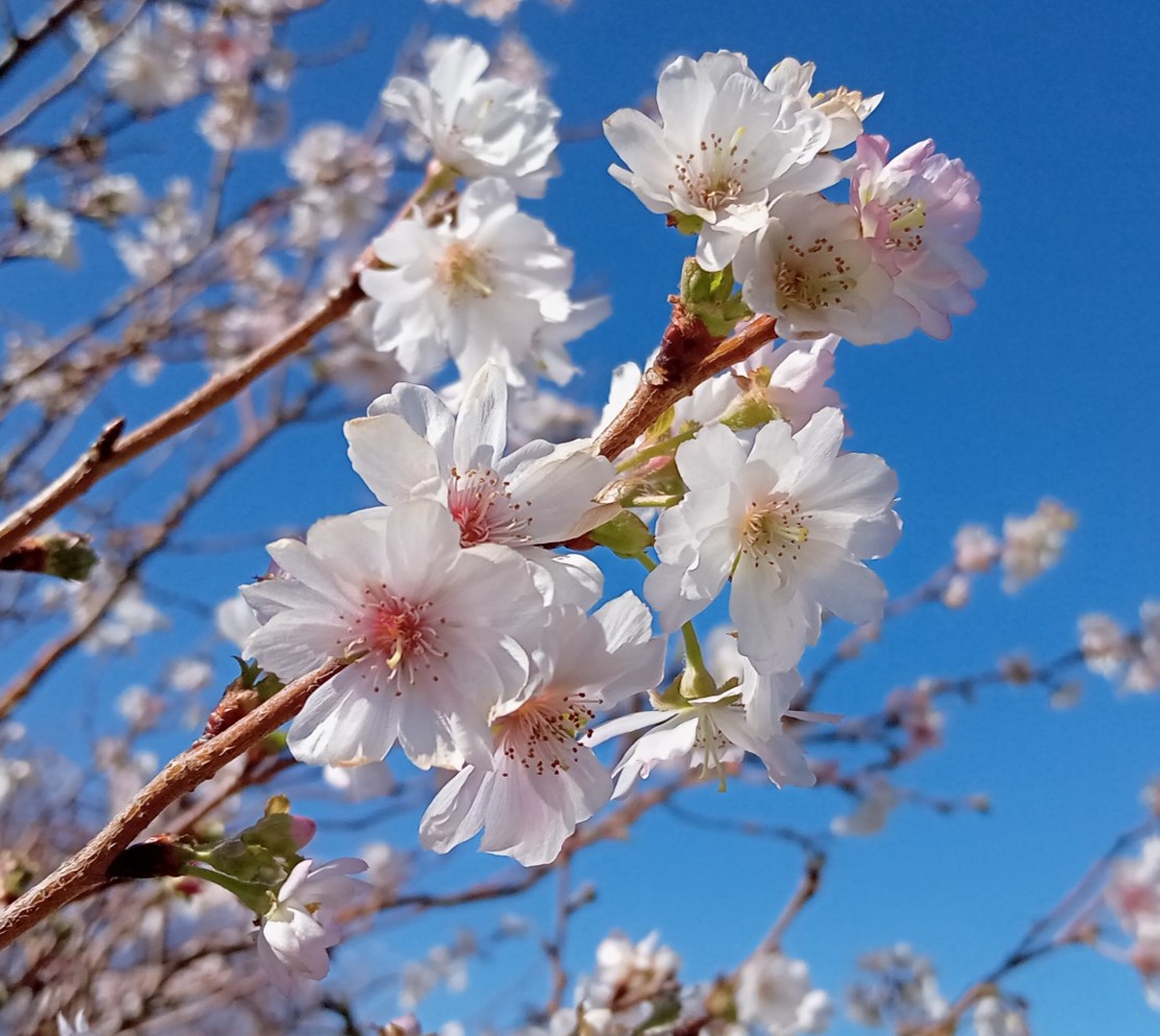 陶芸の村公園で ジュウガツザクラ 十月桜 が咲いています 萩市観光協会公式サイト 山口県萩市