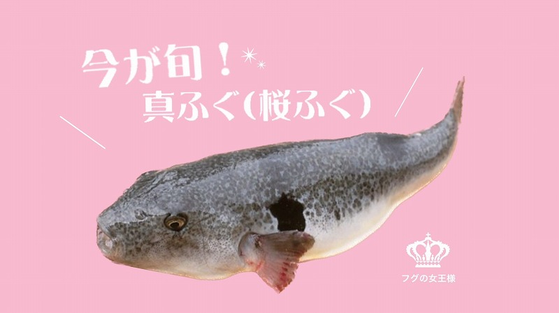 画像：いまが旬！萩の真ふぐを堪能