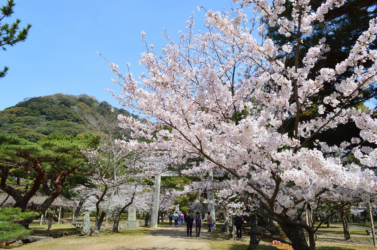 画像：萩の桜めぐり2023