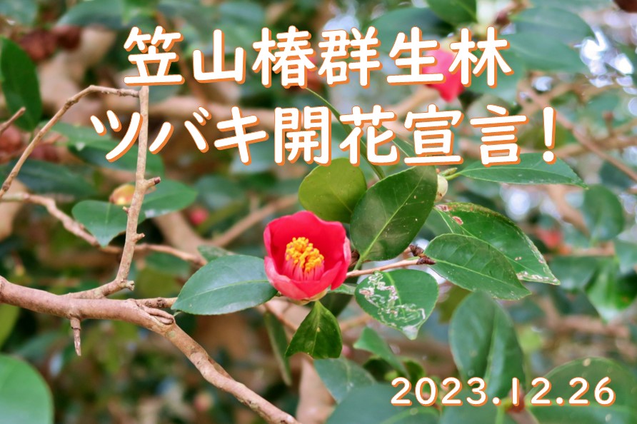 画像：笠山椿群生林「椿」開花宣言がありました！