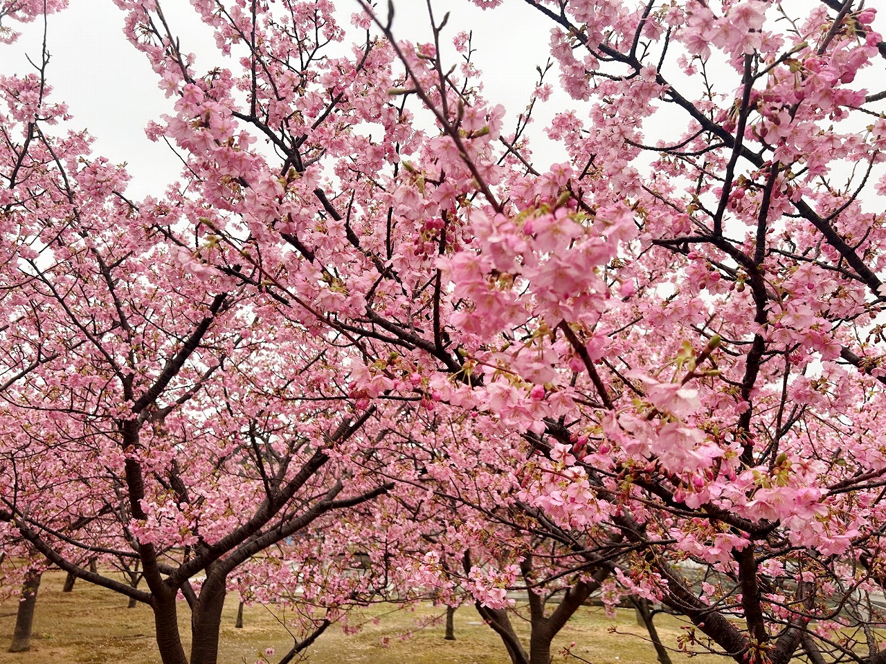 画像：親水公園の河津桜が見ごろです！