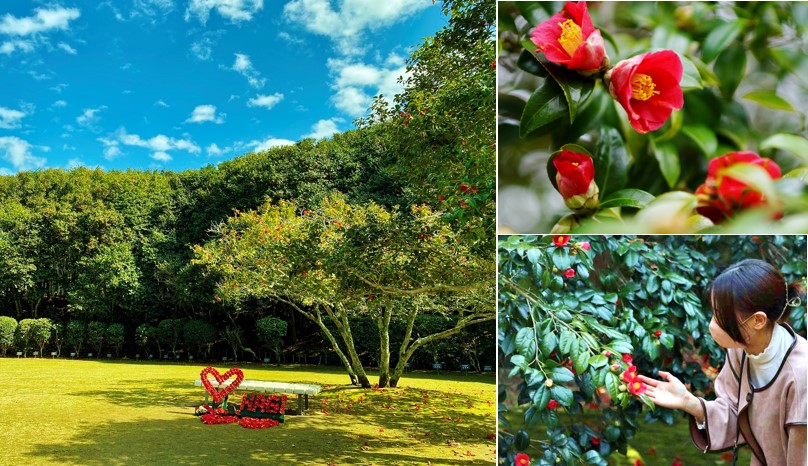 画像:萩・椿まつり