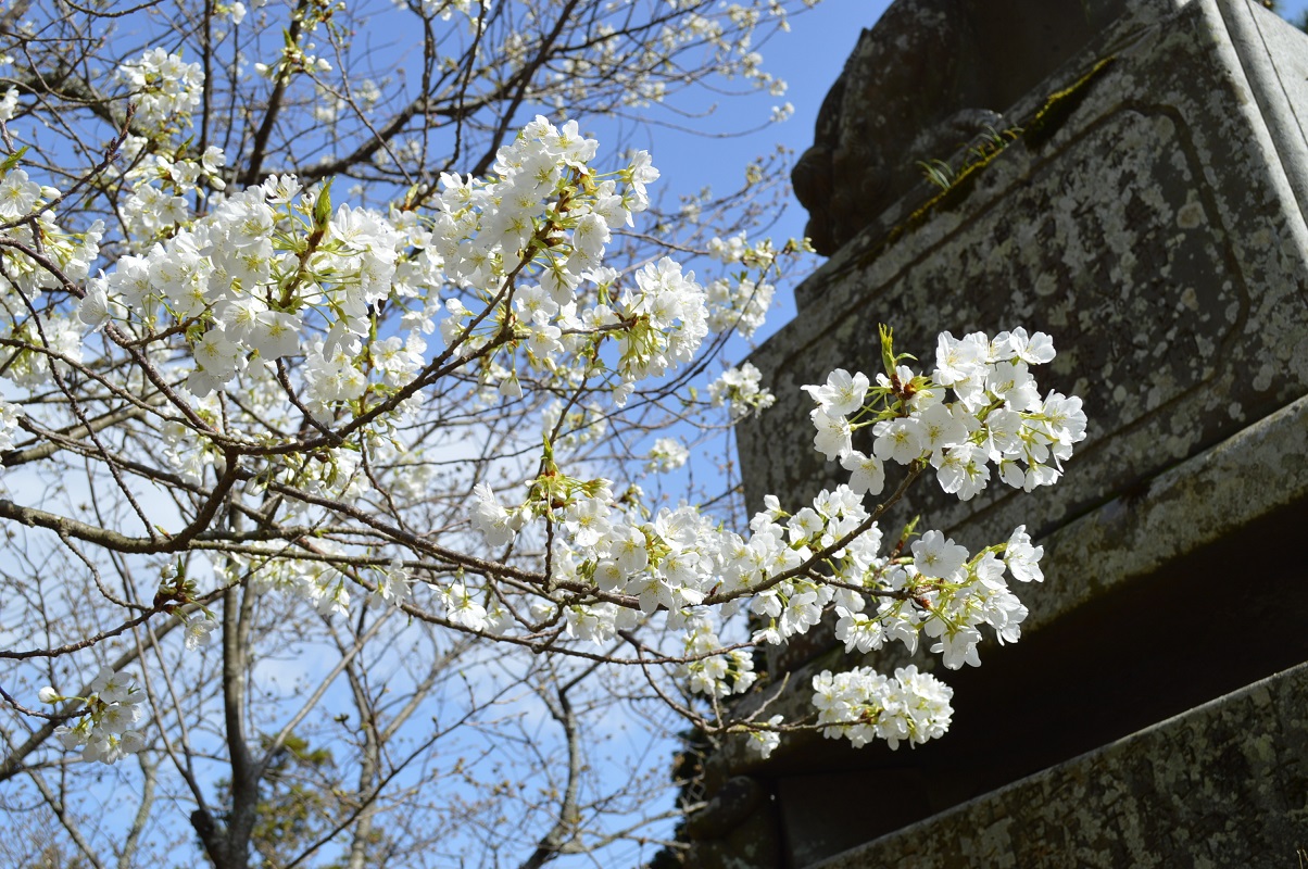 画像：萩の桜めぐり