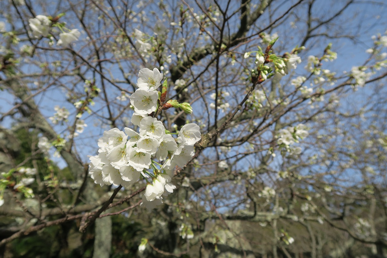 画像：萩の桜めぐり