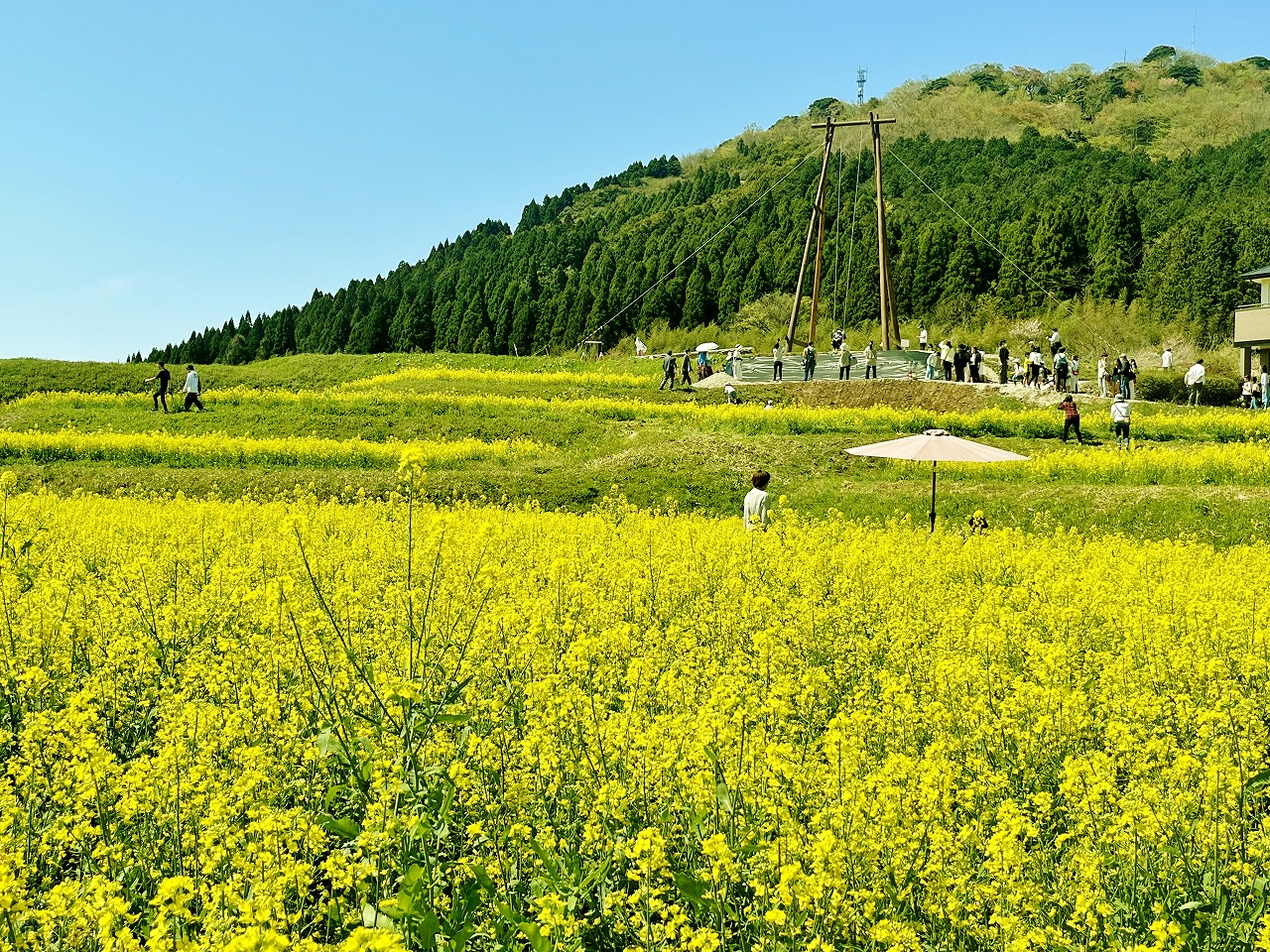 画像：【むつみ地域】菜の花が見ごろです！