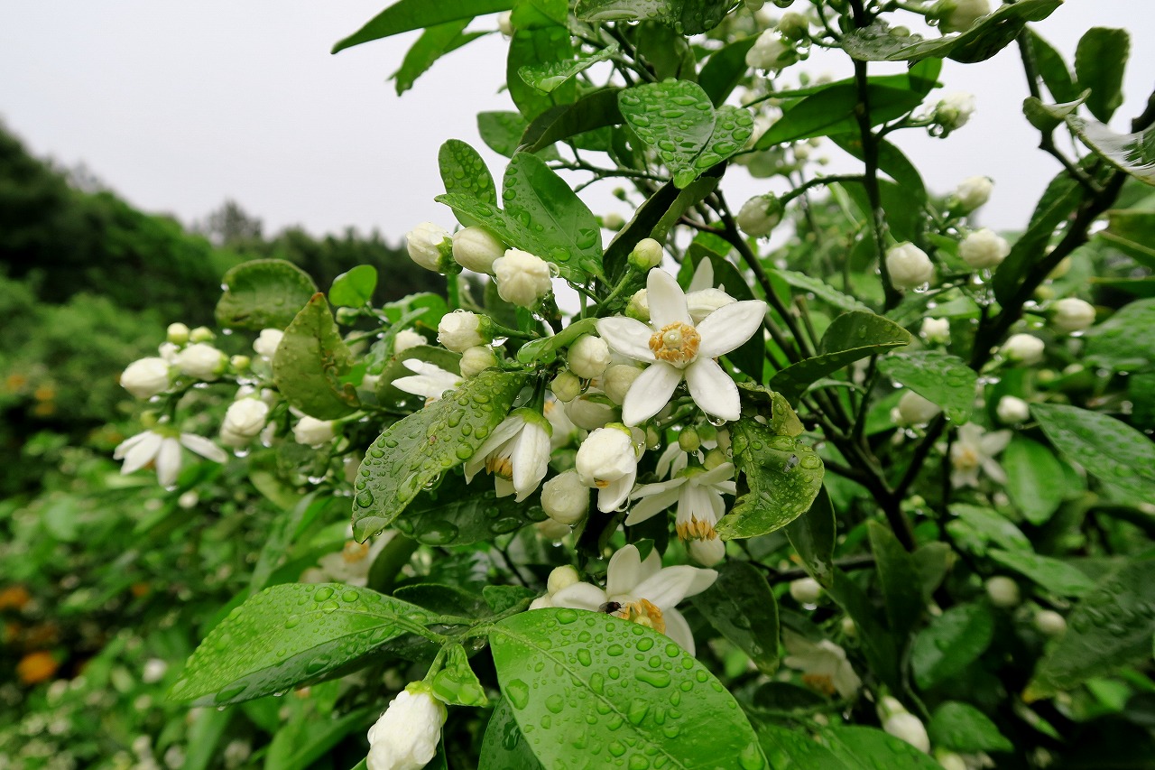 画像：「夏みかん」の開花宣言がありました！