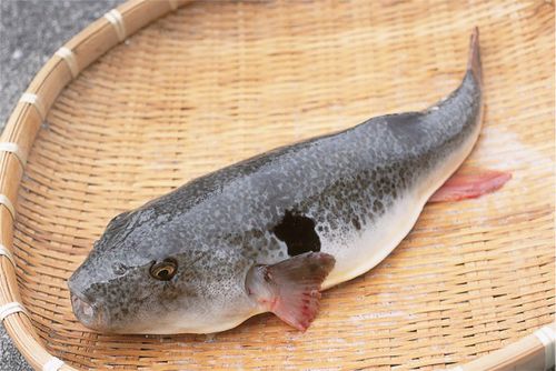 画像:萩の真ふぐまつり