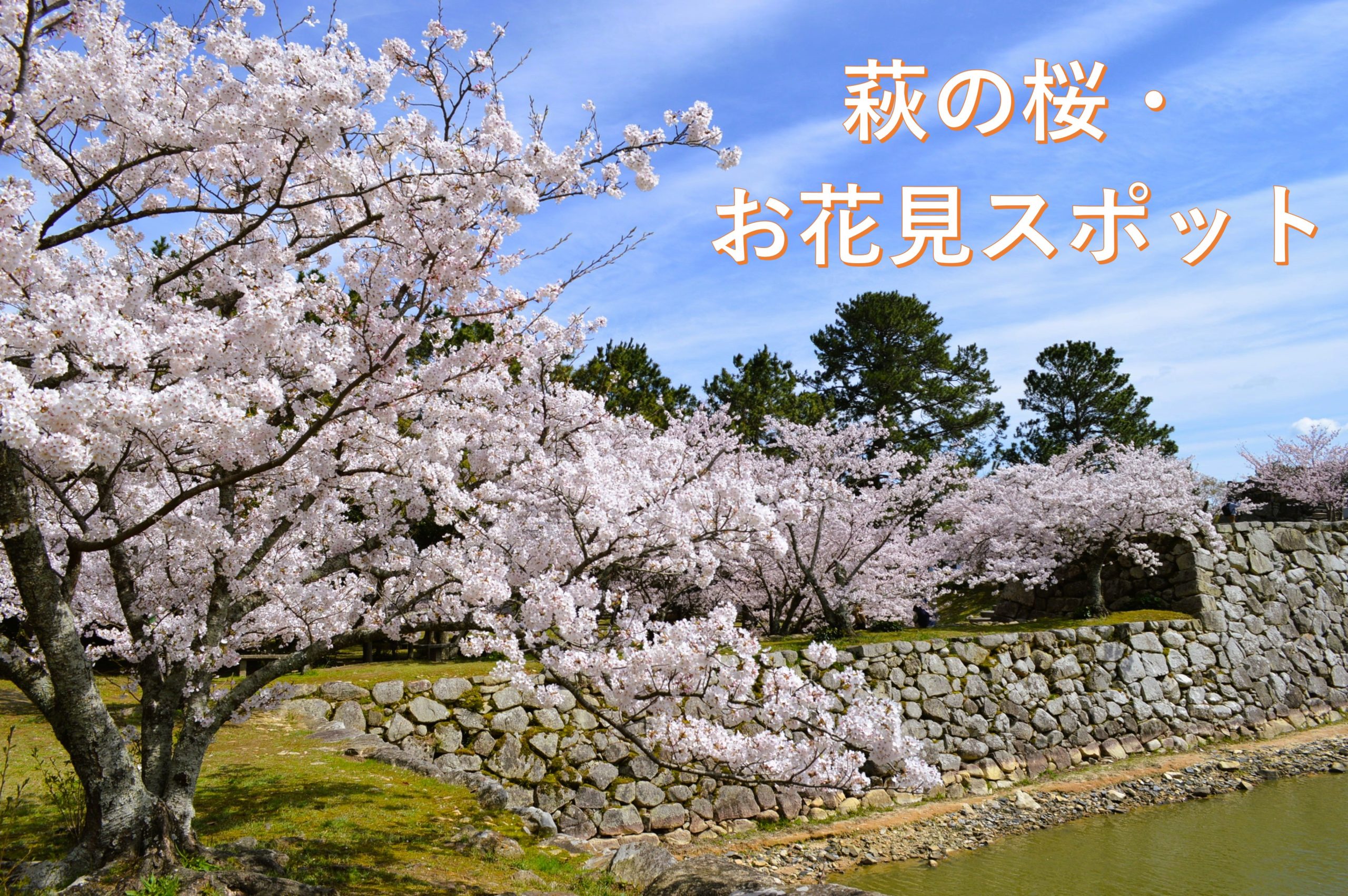画像：萩の桜・お花見スポット