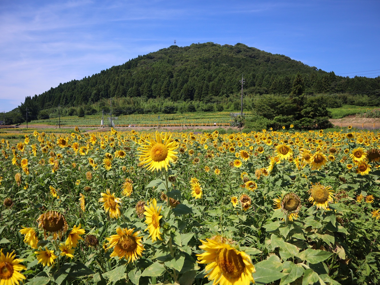 萩ページ 萩市観光協会公式サイト｜山口県萩市