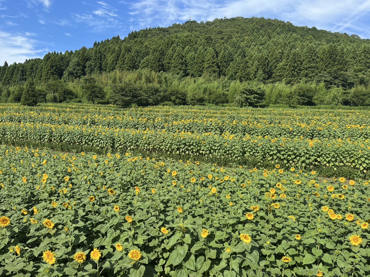 画像：【むつみフラワーロード】ひまわりが見ごろです