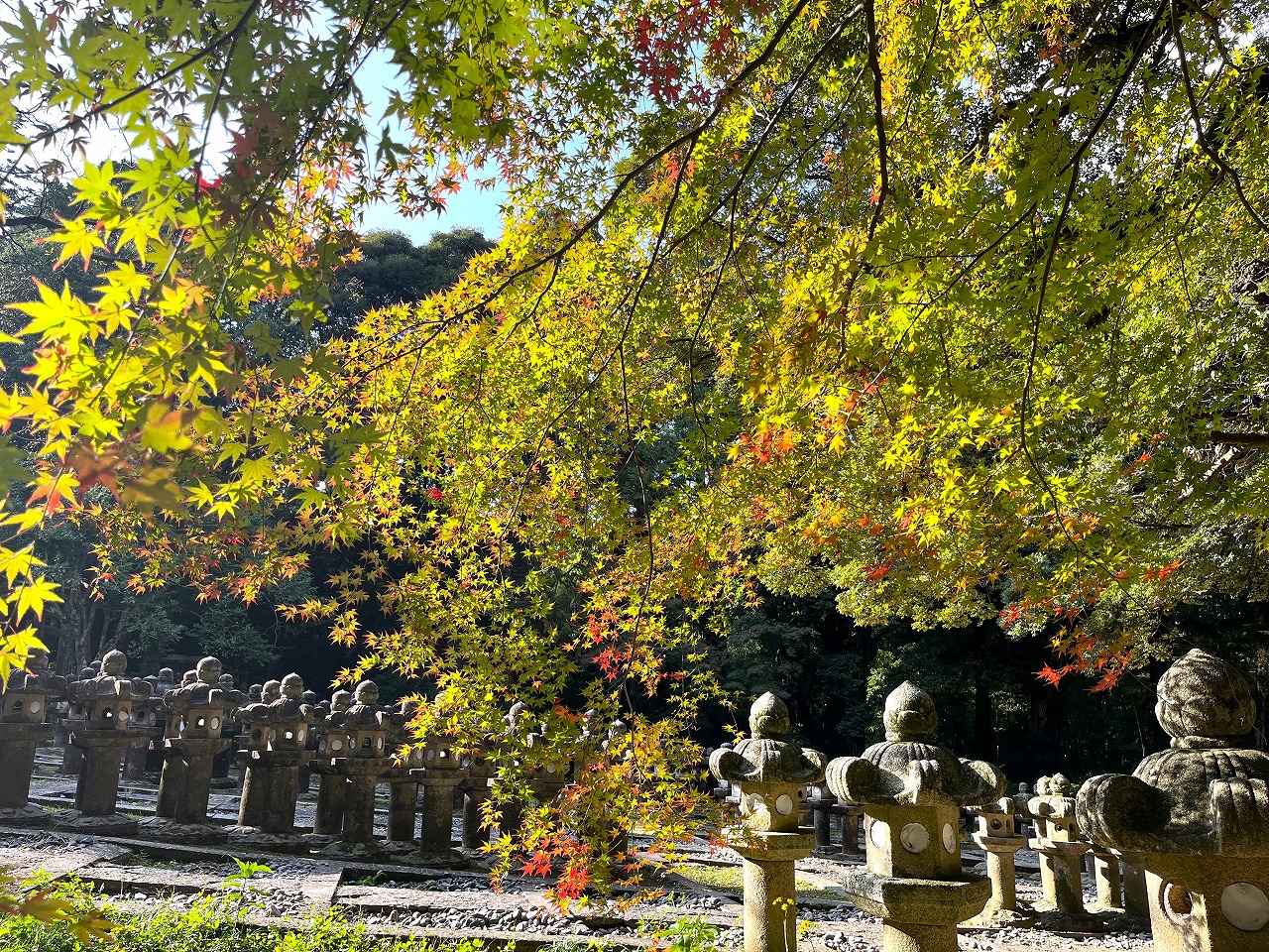 画像:紅葉の状況(2025)