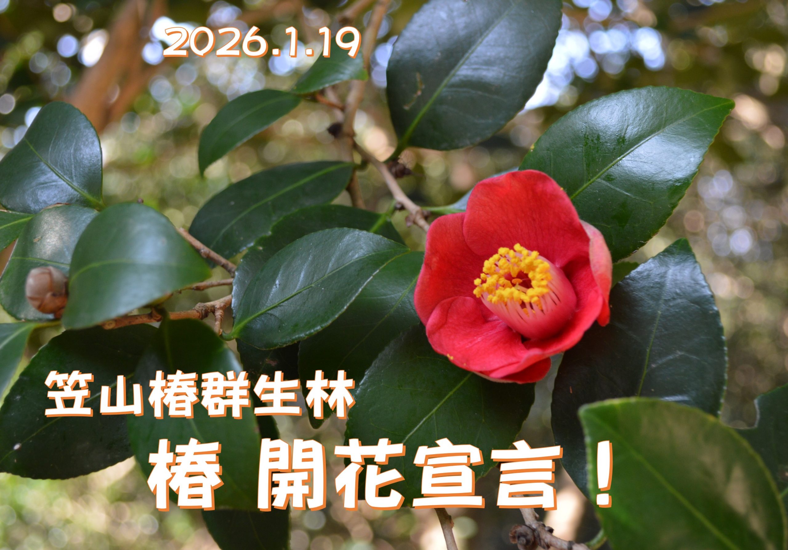 画像:笠山椿群生林「椿」開花宣言がありました!