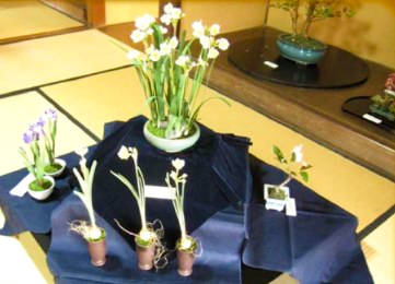 画像:アート盆栽展