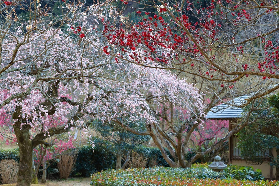 画像:萩往還梅林園の梅が見ごろです!