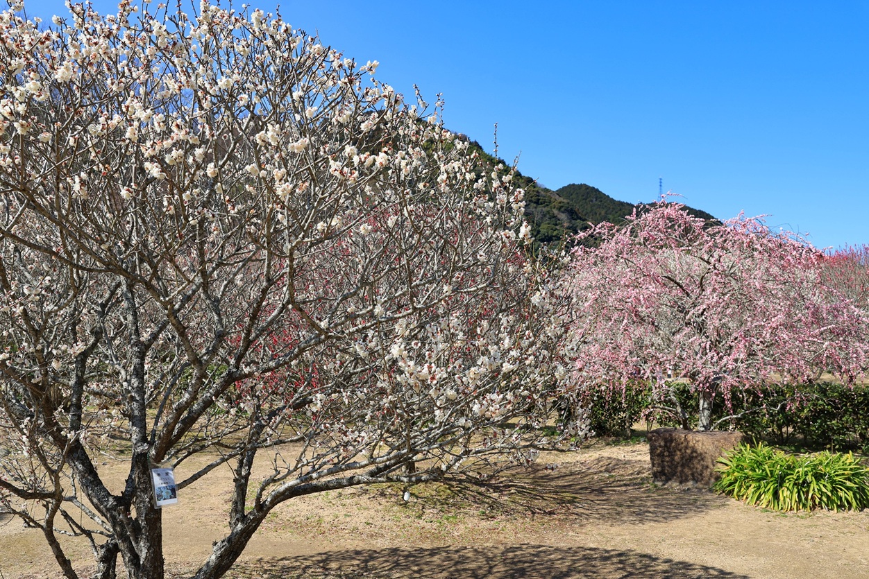 画像：萩往還梅林園の梅が見ごろです！