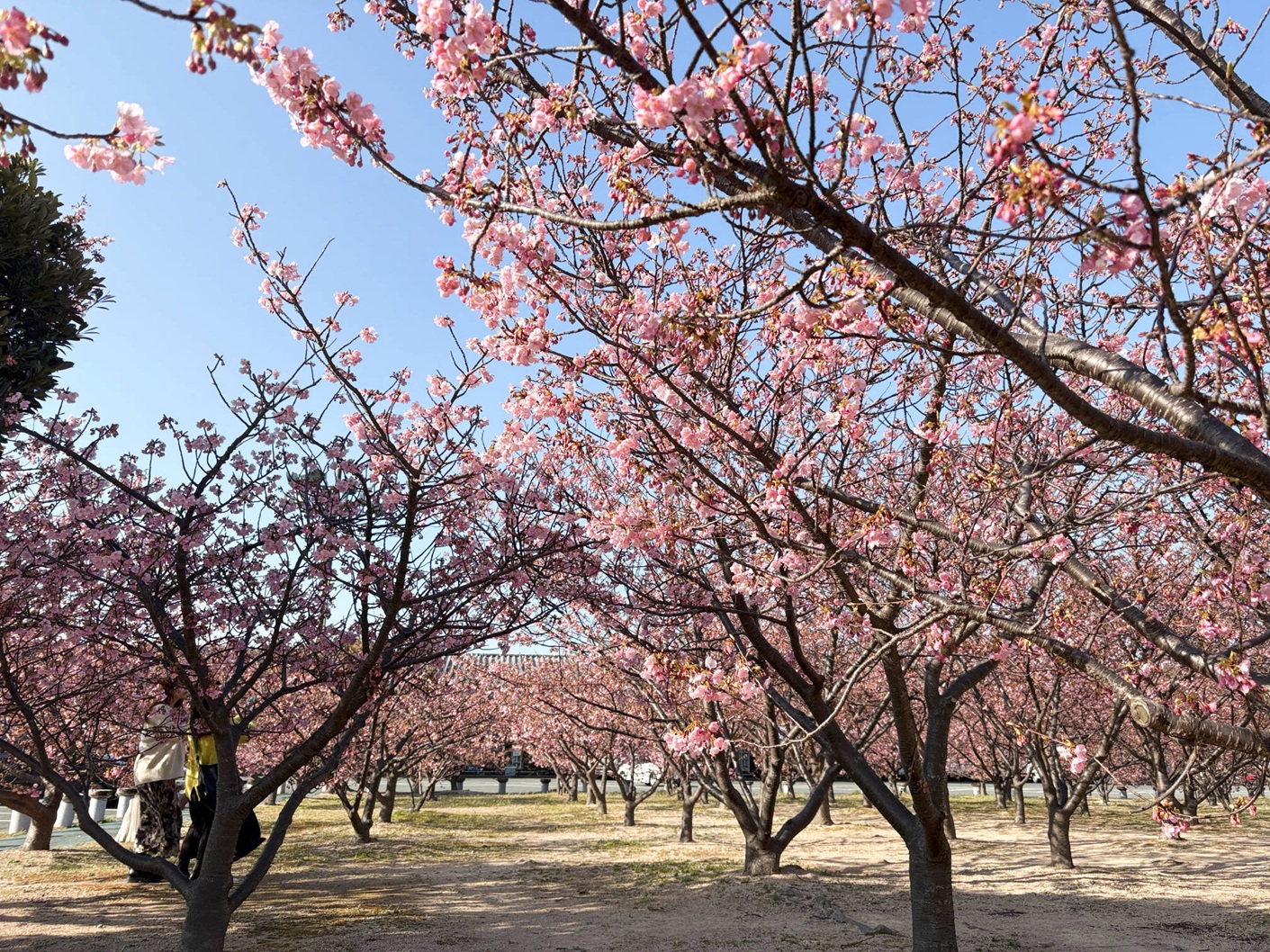 画像：【3～5分咲き】親水公園＆陶芸の村公園  河津桜の開花状況 2026