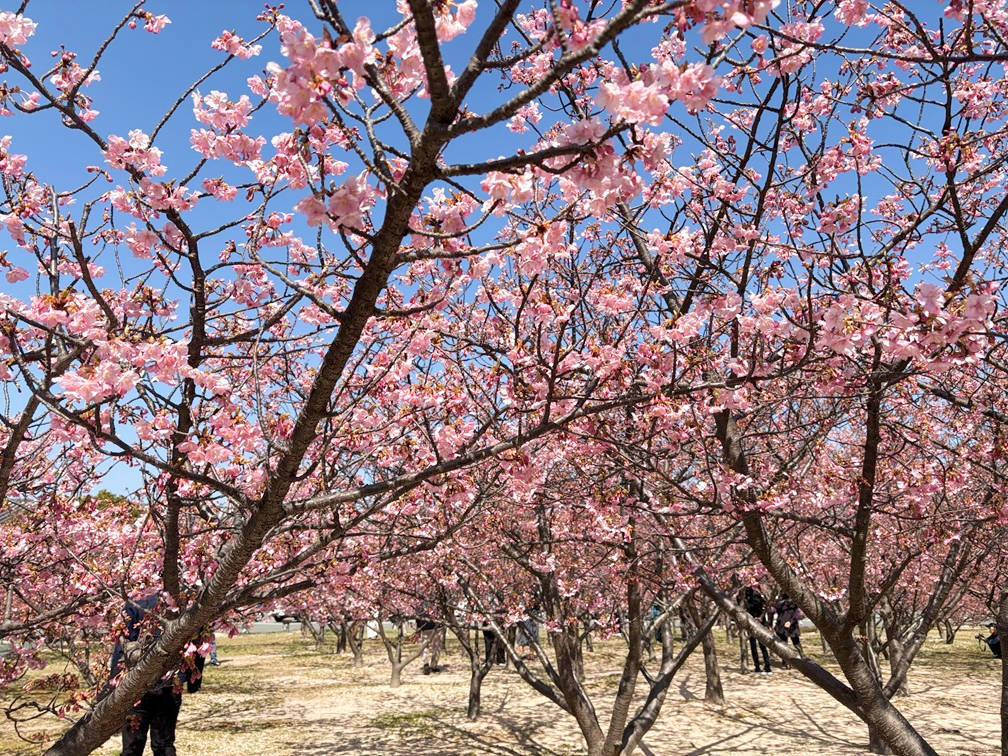 画像：【見ごろです！】親水公園＆陶芸の村公園  河津桜の開花状況 2026