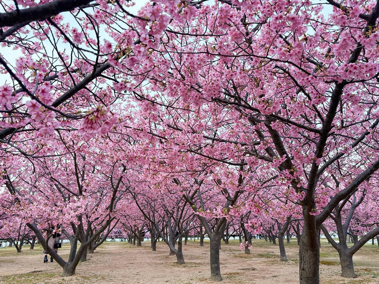 見ごろです！】親水公園＆陶芸の村公園 河津桜の開花状況 2026｜萩市