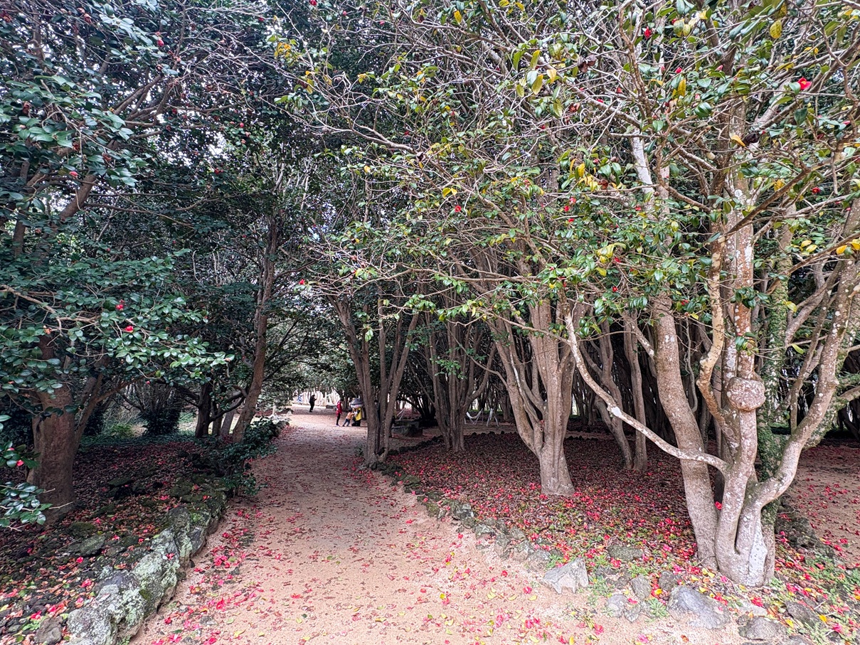 画像:花だより(椿・梅・河津桜)