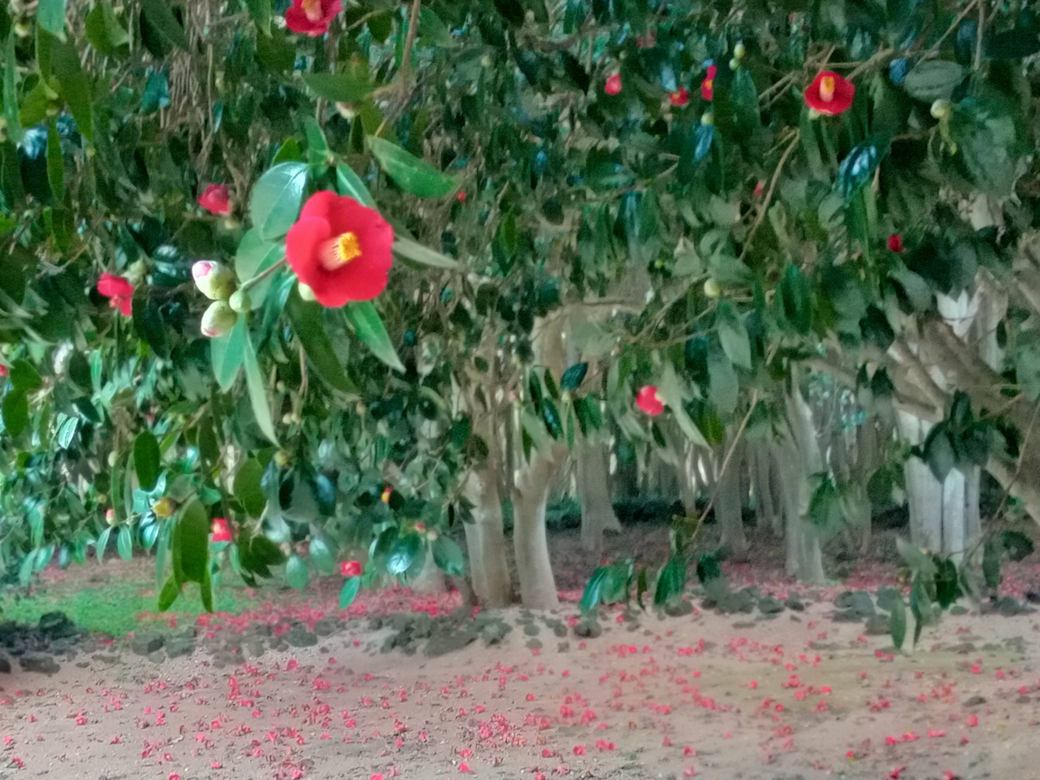 画像:花だより(椿・梅・河津桜)