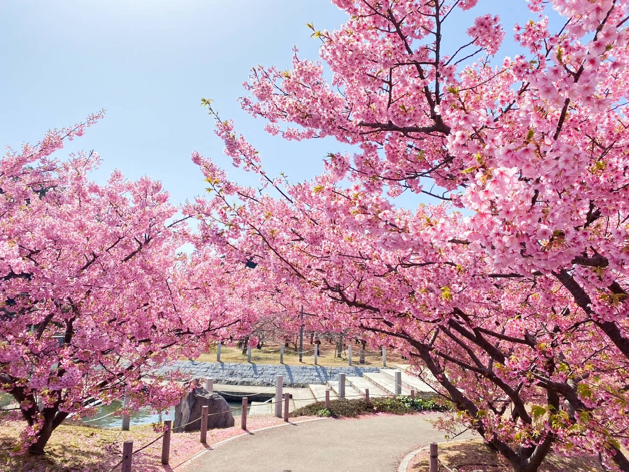 画像：花だより（椿・梅・河津桜）