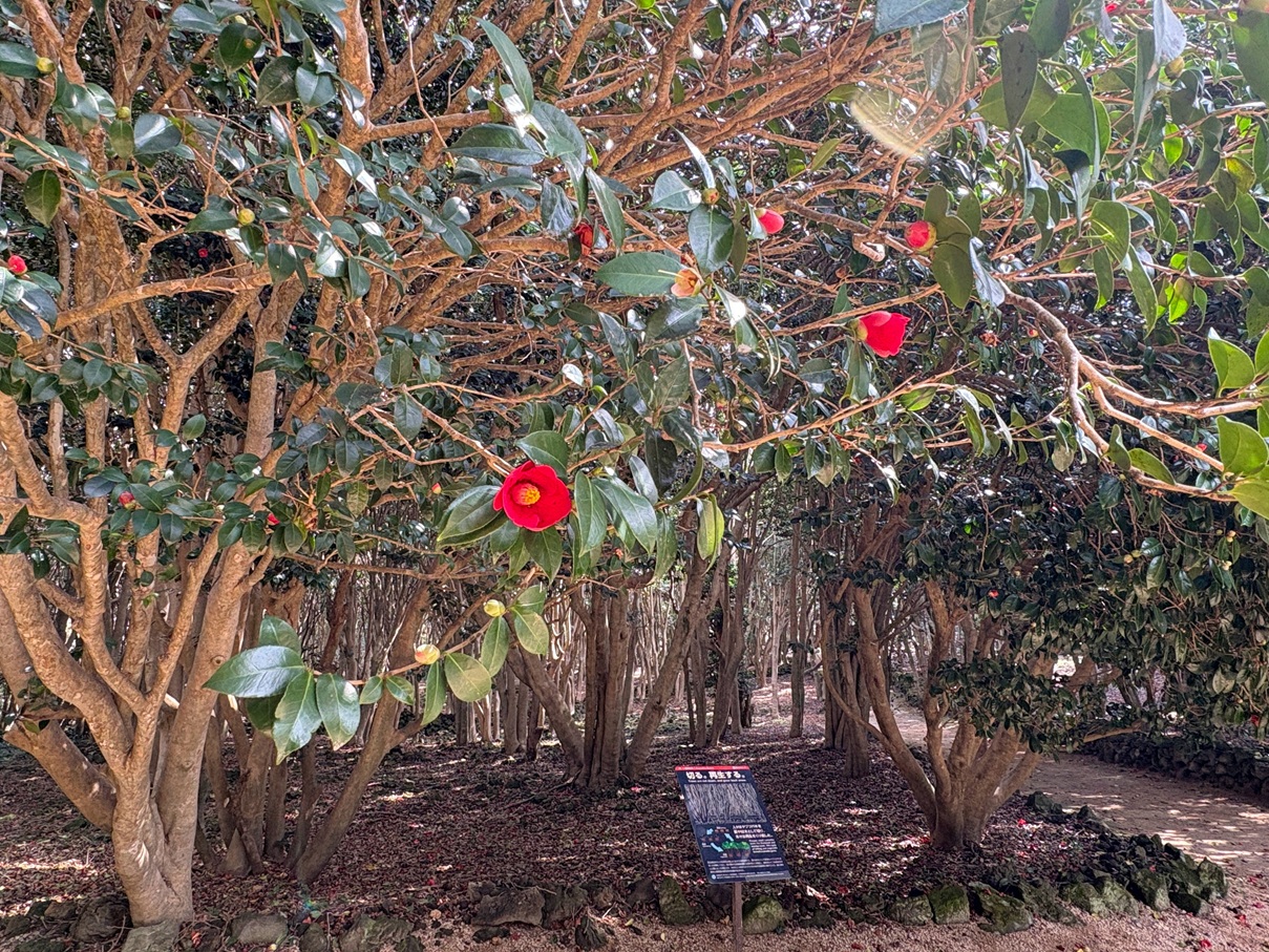 画像：花だより（椿・梅・河津桜）