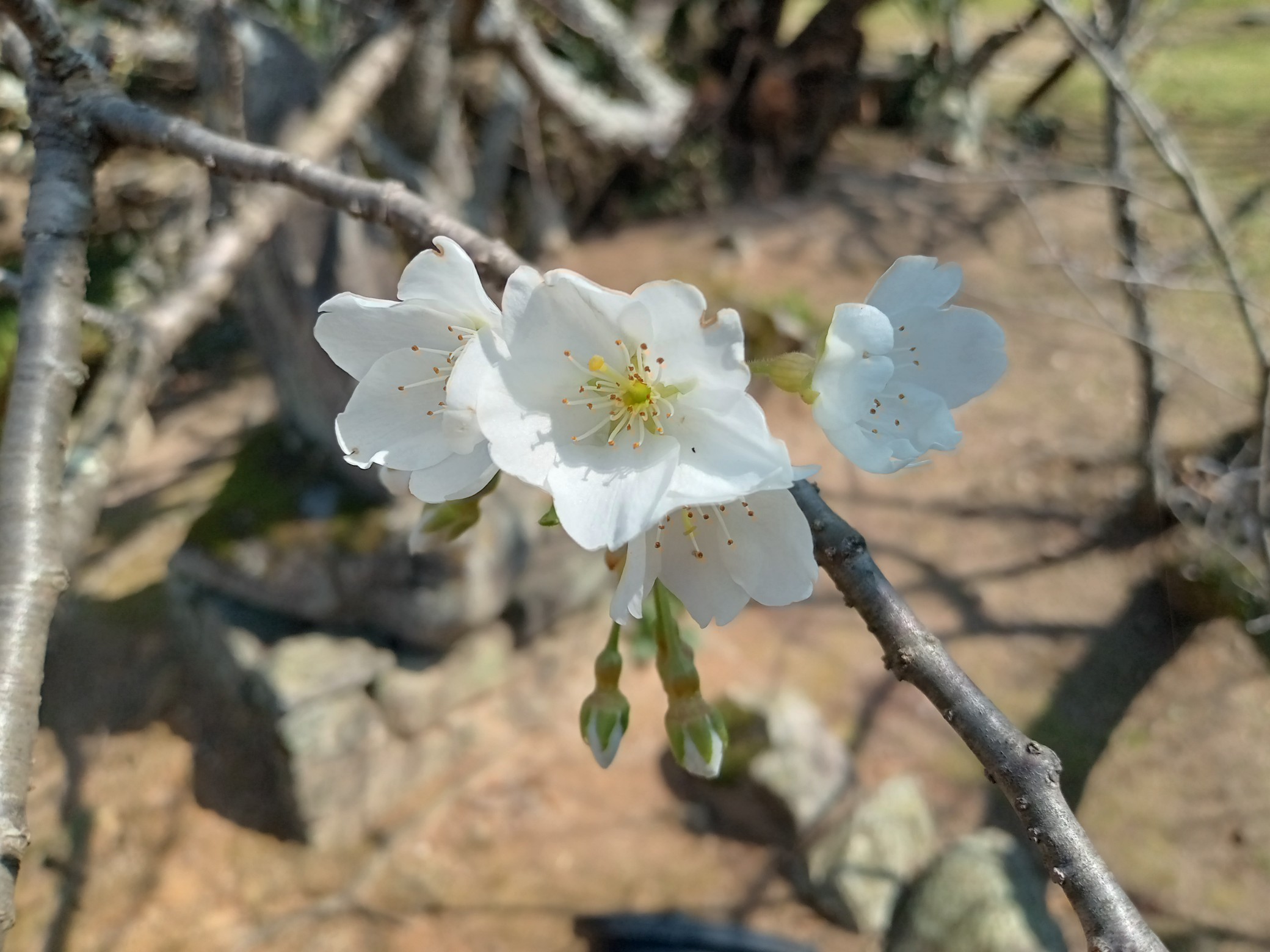 画像：萩でしか見られない純白の桜「ミドリヨシノ」の開花がはじまりました！