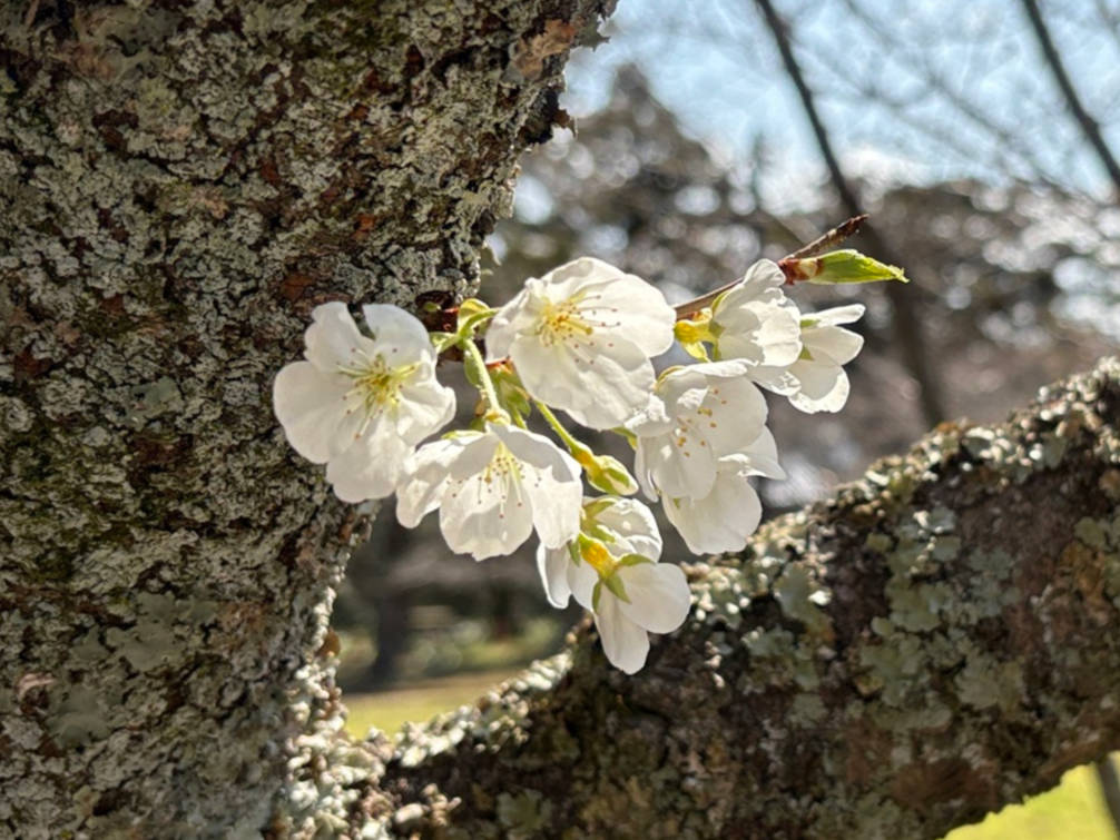 画像：萩でしか見られない純白の桜「ミドリヨシノ」の開花がはじまりました！