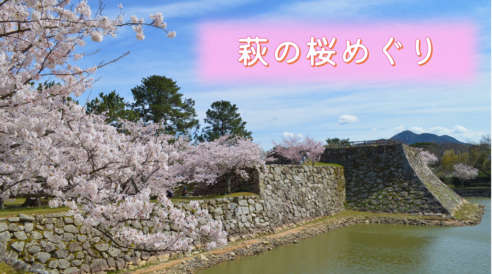 画像：萩の桜スポット